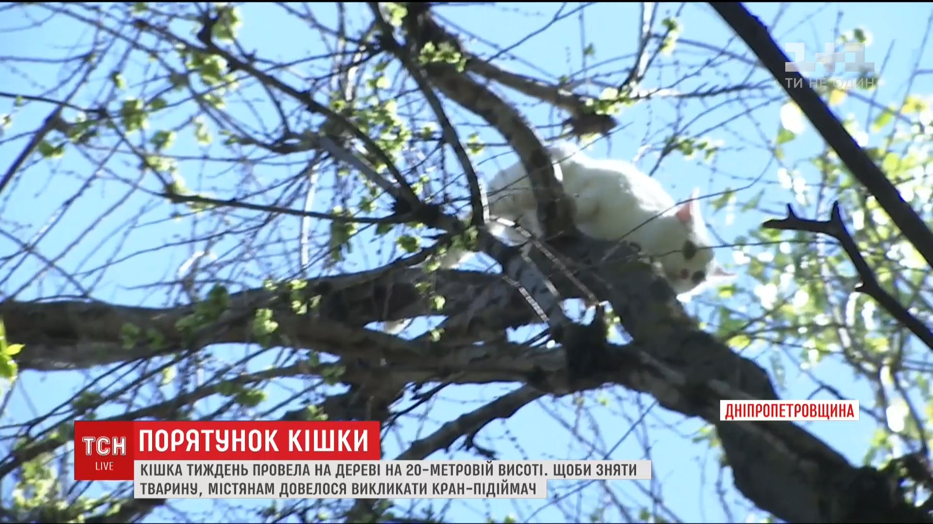 Кішка провела тиждень на 20-метровому дереві, після чого місцеві жителі скинулися грошима і викликали кран-підйомник