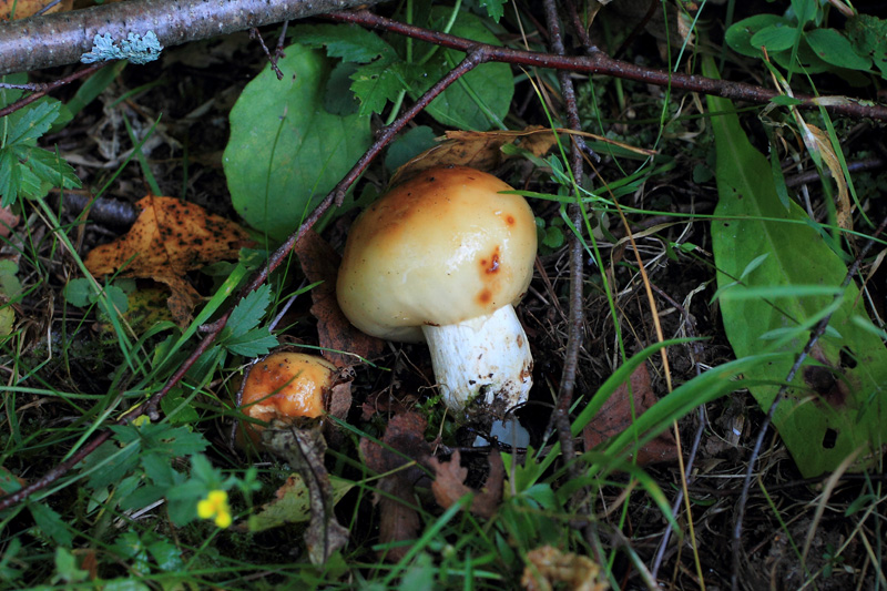 Валуй (Russula foetens), тобто  «Сироїжка смердюча» - один з наймасовіших   їстівних грибів   , Що ростуть в наших лісах