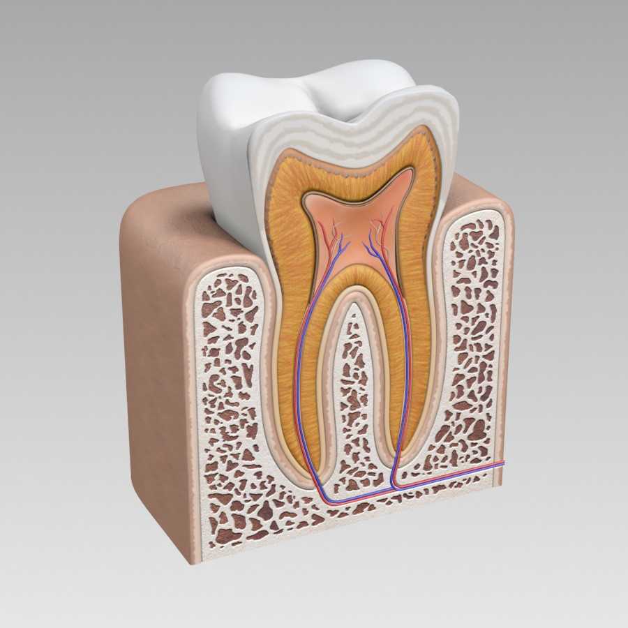Видалення нерва зуба - це витяг із зубних каналів пульпарної тканини