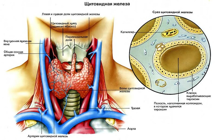 Щитовидна залоза - одна з найбільших (30 - 50 г) залоз внутрішньої секреції, розташована спереду по обидва боки від гортані
