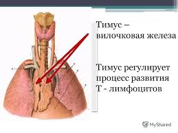 Тимус (вилочкова, загрудинний заліза) - непарна залоза, розташована за грудиною, відноситься до імунної системи організму, досягає найбільшого розвитку на початку статевого дозрівання (в 11 - 14 років), після чого її функціональна тканина замінюється жировою (редукується)