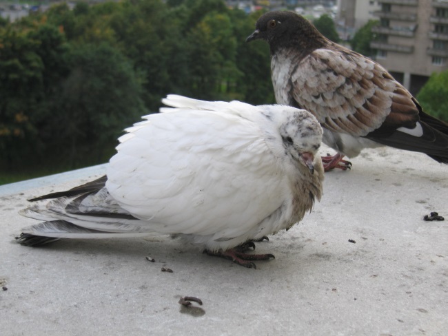 Хвороби голубів виникають досить часто і спровоковані декількома факторами