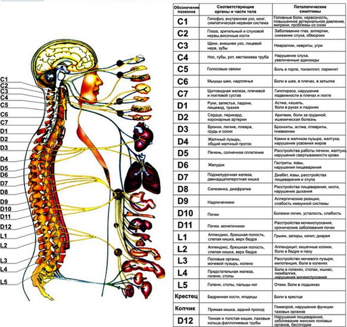 Кожен хребець пов'язаний з внутрішнім органом за допомогою спинномозкових зв'язків