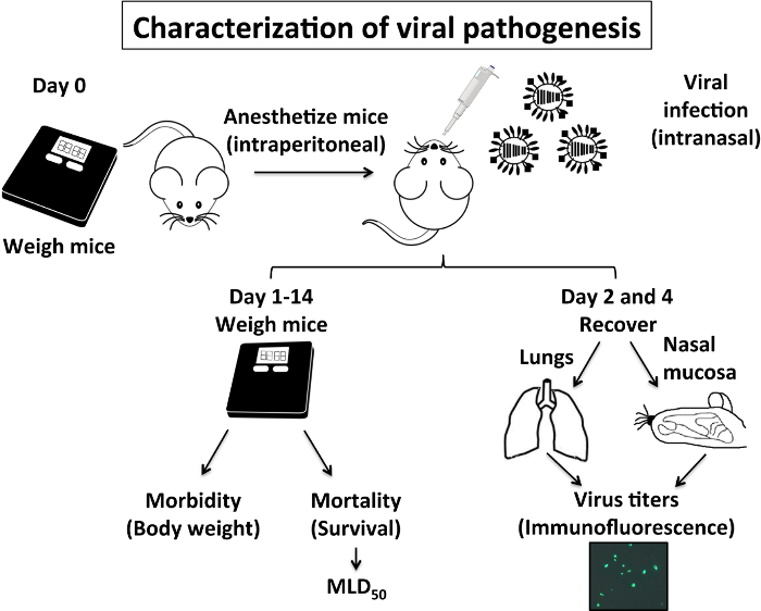 Малюнок 1: характеристика патогенезу IAV мишей: Патогенез IAV мишей пов'язана його захворюваності (втрата маси тіла) і смертності (виживання%), а також IAV можливість реплицировать у верхній (слизової оболонки носа) і нижніх дихальних шляхів (легкі)