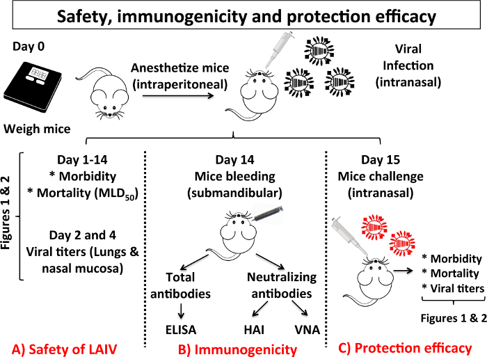 Малюнок 3: схема різних кроків в характеристиці безпеку, імуногенність та ефективність захисту LAIV: Коли розробляється новий LAIV, модель миші IAV інфекції зазвичай використовується для перевірки безпеки, охорони та імуногенності ефективності