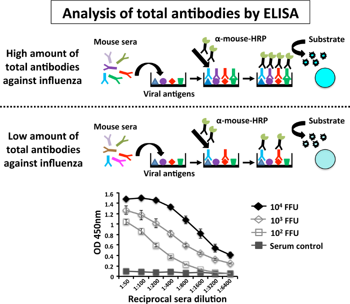 Малюнок 4: Схематичне представлення ензим з'єднаний Assay імуносорбенту (ELISA) для оцінки реакції гуморального антитіла: ELISA визначаються рівні PR8-специфічних антитіл в заражених мишей в 96-ямковий пінополістирольні плити, покриті клітинних екстрактів з макетів (управління) або MDCK PR8-інфікованих клітин