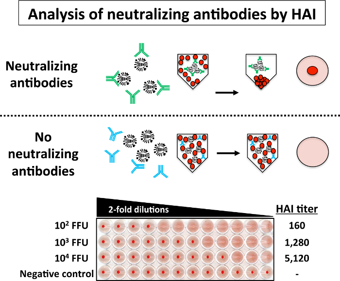 Малюнок 5: Hemagglutination Assay інгібування (HAI): Рівні нейтралізують антитіл проти PR8 WT в заражених мишей може легко бути оцінені Хай пробірного
