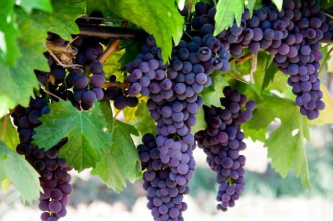 Виноград так само як і інші фрукти має багатий запасом вітамінів і корисних речовин