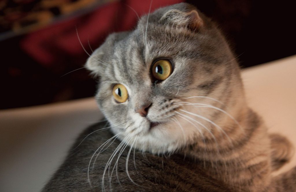 Рано чи пізно кожен власник породистої кішки замислюється про розведення кошенят