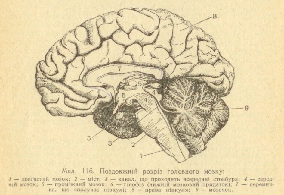 Продолговатый мозг представляет собой продолжение вверх спинного мозга, форму которого он сохраняет