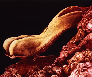 Місячні до вас не прийшли, ну і звичайно ж у вас є підозра, що ви вагітні