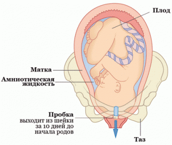Найбільш часто пробка при вагітності, фото якої можна побачити, помітна жінкам перед початком пологів, так як при підготовці матки до народження, цей згусток слизу виштовхується назовні