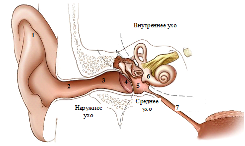 звукоулавлівающій відділ - зовнішнє вухо;   звукопередающій відділ - середнє вухо;   звукосприймальний відділ - внутрішнє вухо