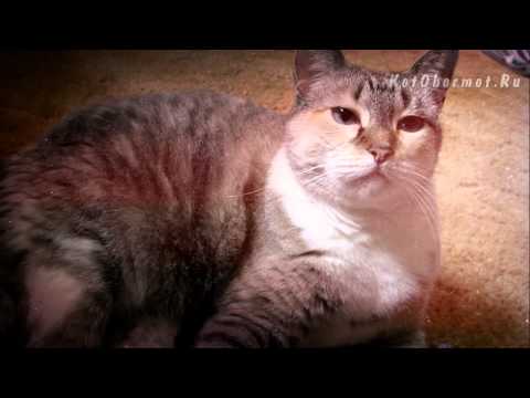 Крім цього, вихованцеві можна дати такі сорбенти, як Ентеросгель і Атоксіл