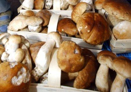 Гриби мамі, що годує їсти можна, але не все