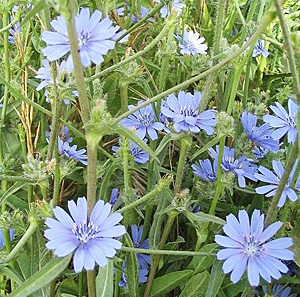 Цикорій - трава сімейства айстрових