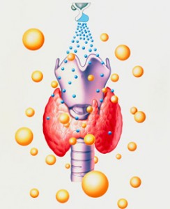 Щитовидна залоза - важливий орган, т