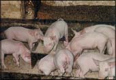 По досягненню поросятами тижневого віку починайте годувати їх 20% білковим комбікормом