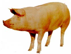 Не слід видаляти корости до обробки