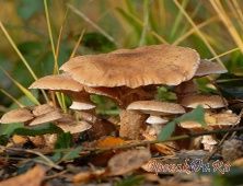 Перед приготуванням опеньки за розмірами годі й калібрувати