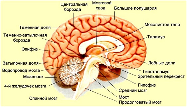 пинеальная кіста розвивається всередині пінеальною області, тобто в районі епіфіза (шишкоподібної залози головного мозку);   колоїдальне новоутворення розташовується всередині 3-го шлуночка мозку (вроджена);   епідермоїдний (дермоїдна) - локалізується всередині середини мозку;   кіста мозочка і гіпофіза;   поренцефаліческое новоутворення формується в будь-якому відділі мозку;   лакунарная займає місце між сірою речовиною мозку і його оболонками або в гемісфери мозочка, а також в вароліевом мосту
