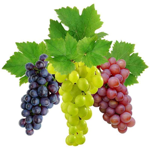 Виноград - це надзвичайно корисна і приємна на смак плодово-ягідна культура