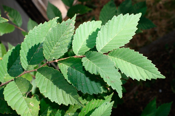 Слизький в'яз містить слиз, гелеобразную субстанцію, яка може полегшити роздратовану або запалену тканину