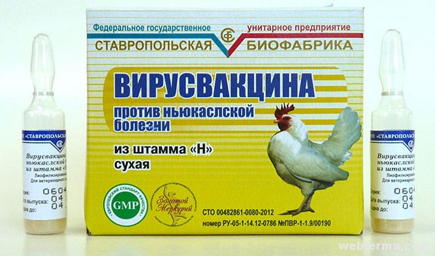 Найбільш небезпечні захворювання курей викликаються різними агресивними мікроорганізмами - бактеріями, вірусами і грибками