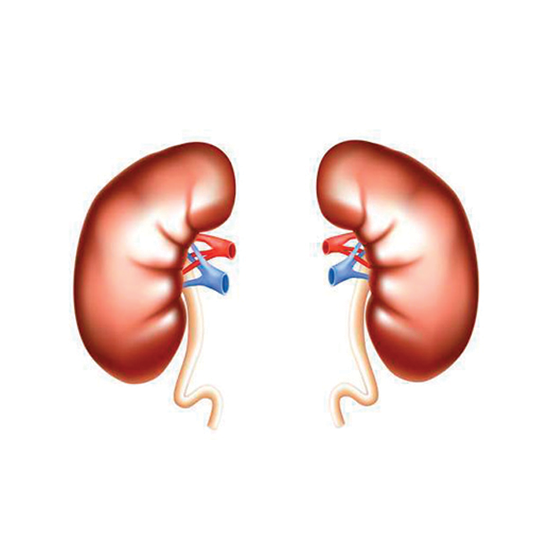 Хронічна хвороба нирок   є однією з найпоширеніших проблем громадської охорони здоров'я в світі, так як, наприклад, в Сполучених Штатах Америки цей показник досягає 11,6% серед дорослих осіб старше 45 років, а в Китаї - 10,8% серед осіб у віці старше 18 років