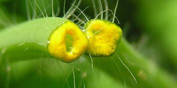 Кожен день пийте міцний відвар з кори ясена