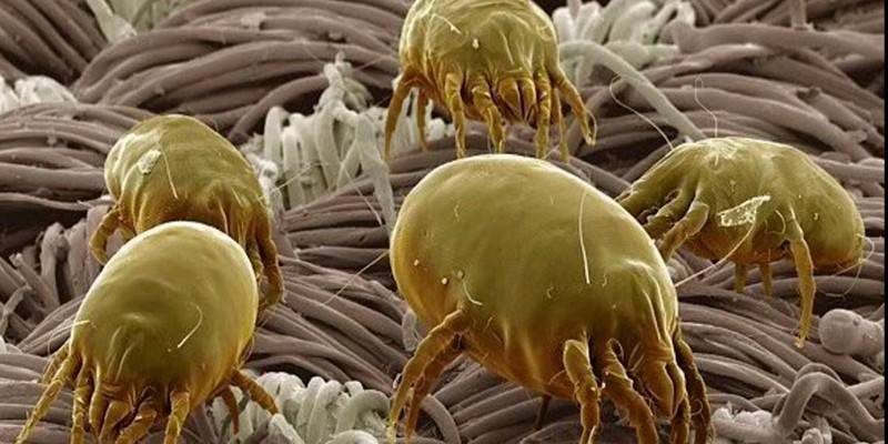 Як тільки подразник буде усунутий, алергічна реакція зникає, почервоніння повністю проходить