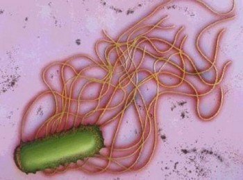 (Хламідія під мікроскопом)