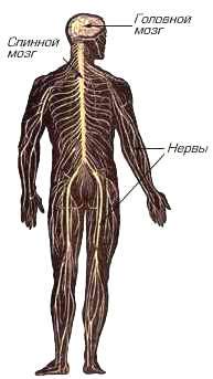 Головний і спинний мозок, що утворюють центральну нервову систему (скорочено ЦНС), є основним стрижнем нервової системи