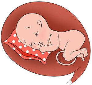 Під час ультразвукових досліджень, стають помітні так звані «швидкі рухи очей»