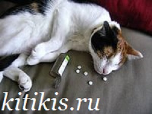 Як і чим може отруїться кішка,   написано окремо