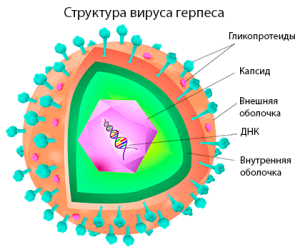 Вірус отримав свою назву за місцем локалізації - бульбашкова висип виступає в області статевих органів, вражаючи як шкіру, так і слизові, викликаючи свербіж і печіння