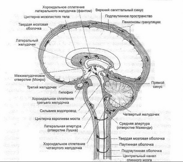 На наведеній нижче зображенні стрілками показана циркуляція ліквору в головному мозку: