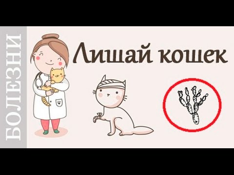 Лишай у кішок - це найбільш поширене шкірне захворювання, що займає перше місце по частоті виникнення