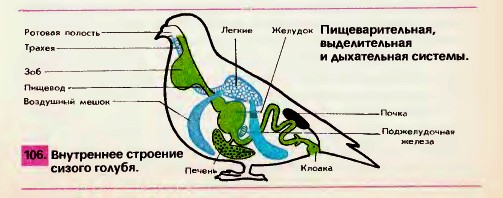 Травна система 106