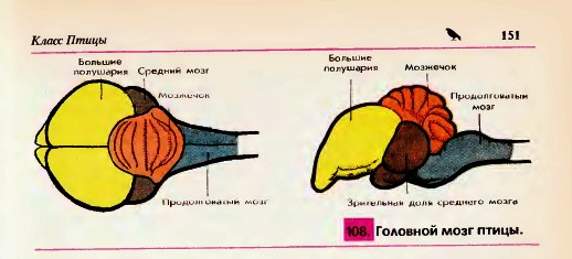 Найкраще розвинений зір - при швидкому русі в повітрі тільки за допомогою очей можна з далекої відстані оцінити обстановку