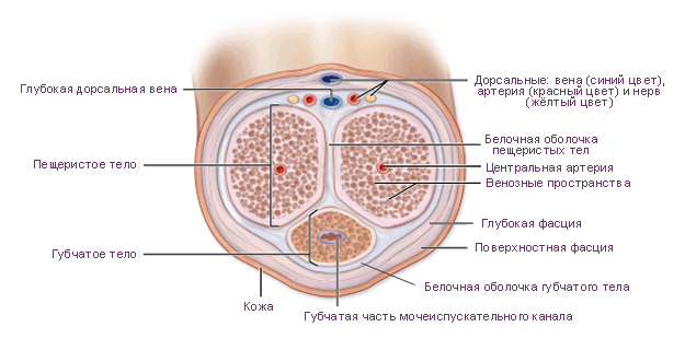 ілюстрації