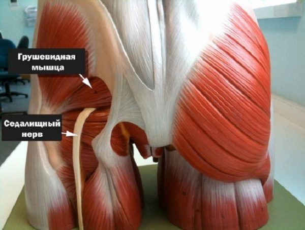 Він є найбільшим, товстим і довгим нервом людського тіла