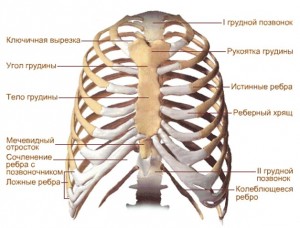 Жорсткий каркас грудної клітини складають ребра, які гнучко, завдяки хрящів і суглобів, приєднуються до хребта і суглобів