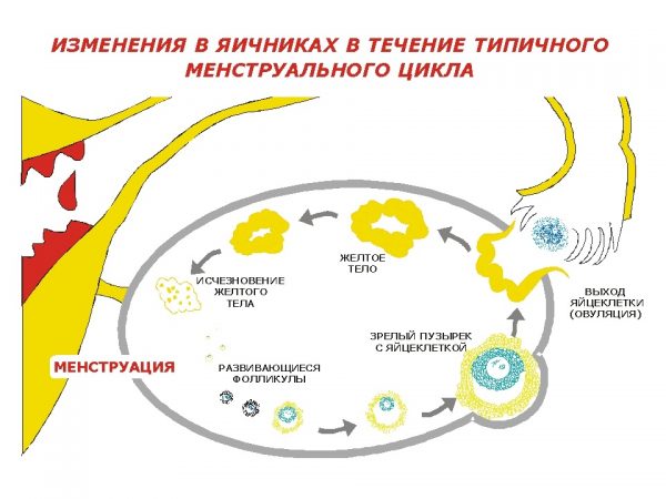 За час свого існування жовте тіло проходить 4 стадії