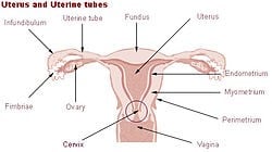 Матка, как показано на рисунке выше, имеет несколько частей, включая наружное отверстие или отверстие во влагалище, шейку матки, которая является нижней частью, и корпус, который является телом матки