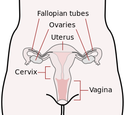 Фаллопиевы трубы - это соединительные трубы между маткой и яичниками