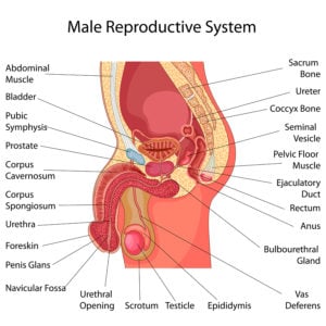И яичники, и яички являются железами внутренней секреции и половых желез, которые определяются как половая и репродуктивная железистая структура