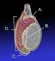 Схема образования биологии для мужской репродуктивной системы Диаграмма