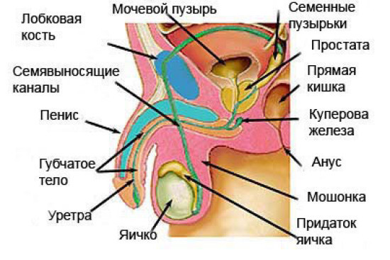 Анатомія передміхурової залози