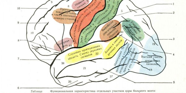 У афроамериканців мозок в середньому важить 1223 р, це на 100 г менше, ніж у білошкірого населення США